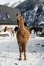 Beautiful horses playing in the barn in the snowy alps switzerland in winter Royalty Free Stock Photo