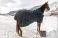 Beautiful horses playing in the barn in the snowy alps switzerland in winter Royalty Free Stock Photo