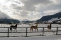 Beautiful horses playing in the barn in the snowy alps switzerland in winter Royalty Free Stock Photo