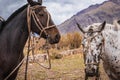 Beautiful horses resting Royalty Free Stock Photo