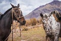 Beautiful horses resting Royalty Free Stock Photo