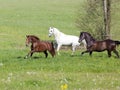Beautiful Horses run free in paddock Royalty Free Stock Photo