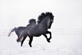 Beautiful horses running in winter