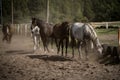 beautiful horses in a stud farm