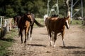 beautiful horses in a stud farm