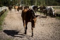 beautiful horses in a stud farm