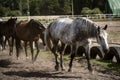 beautiful horses in a stud farm