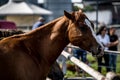 beautiful horses in a stud farm