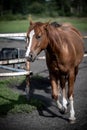 beautiful horses in a stud farm