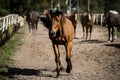 beautiful horses in a stud farm Royalty Free Stock Photo