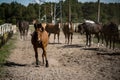 horses in a stud farm Royalty Free Stock Photo