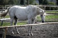 beautiful horse in a stud farm Royalty Free Stock Photo