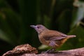 Beautiful Horsfield`s Babbler in nature