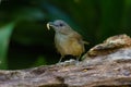 Beautiful Horsfield`s Babbler in nature