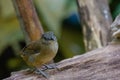 Beautiful Horsfield`s Babbler in nature