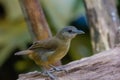 Beautiful Horsfield`s Babbler in nature