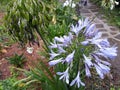 Beautiful Hortencia in the garden Royalty Free Stock Photo