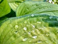 Beautiful Hosta leaves background with drop of dew in morning on leaf. Royalty Free Stock Photo