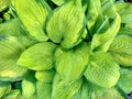 Beautiful Hosta leaves background with drop of dew in morning on leaf. Royalty Free Stock Photo