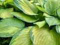 Beautiful Hosta leaves background with drop of dew in morning on leaf. Royalty Free Stock Photo