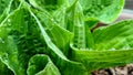 Beautiful Hosta leaves background with drop of dew in morning on leaf. Royalty Free Stock Photo