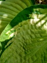 Beautiful Hosta leaves background with drop of dew in morning on leaf. Royalty Free Stock Photo