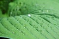 Beautiful Hosta leaves background with drop of dew in morning on leaf. Royalty Free Stock Photo