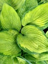 Beautiful Hosta leaves background with drop of dew in morning on leaf. Royalty Free Stock Photo