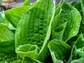 Beautiful Hosta leaves background with drop of dew in morning on leaf. Royalty Free Stock Photo