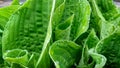 Beautiful Hosta leaves background with drop of dew in morning on leaf. Royalty Free Stock Photo