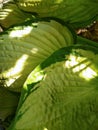 Beautiful Hosta leaves background with drop of dew in morning on leaf. Royalty Free Stock Photo