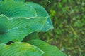 Beautiful Hosta leaves background with drop of dew in morning on leaf.Green life concept, The green leaves of Hosta with Royalty Free Stock Photo