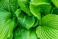 Beautiful Hosta leaves background. Hosta - an ornamental plant for landscaping park and garden design. Royalty Free Stock Photo