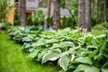 Beautiful Hosta leaves background. Hosta - an ornamental plant for landscaping park and garden design.