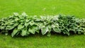 Beautiful Hosta leaves background. Hosta - an ornamental plant for landscaping park and garden design.