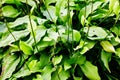 Beautiful Hosta leaves background. Hosta - an ornamental plant for landscaping park and garden design Royalty Free Stock Photo