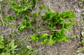 Beautiful Hosta leaves background. Hosta - an ornamental plant for landscaping park and garden design Royalty Free Stock Photo