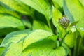 Beautiful Hosta leaves background. Hosta - an ornamental plant for landscaping park and garden design. Royalty Free Stock Photo