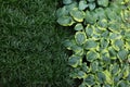 Beautiful hostas and green grass outdoors, top view