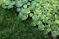 Beautiful hostas and green grass outdoors, top view