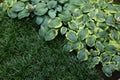 Beautiful hostas and green grass outdoors, top view