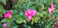 Gardening Series: Hot Pink Azalea Rhododendrum
