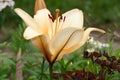 Beautiful big flower.Yellow lily.