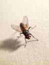 Beautiful house fly Musca domestica Royalty Free Stock Photo