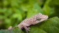 Beautiful house lizard macro on on green leaf Royalty Free Stock Photo