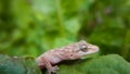 Beautiful house lizard macro on on green leaf Royalty Free Stock Photo