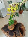 a beautiful house plant yellow-purple orchid flowers on the pot blossom Royalty Free Stock Photo