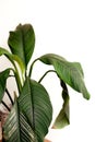 Beautiful house plants in nice pots on wooden table with copy space.  Angel lily in aged vintage pot Royalty Free Stock Photo