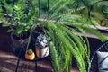 Beautiful House Plants with Water Droplets on Balcony Royalty Free Stock Photo