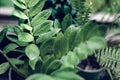 Beautiful House Plants with Water Droplets on Balcony Royalty Free Stock Photo